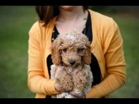 Goldendoodle