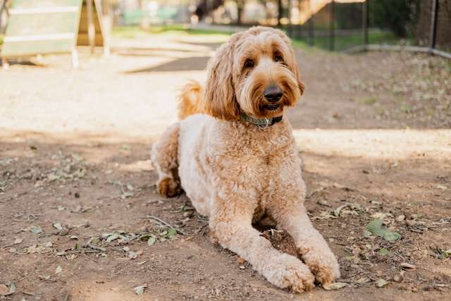 Choosing the right Goldendoodle for your family