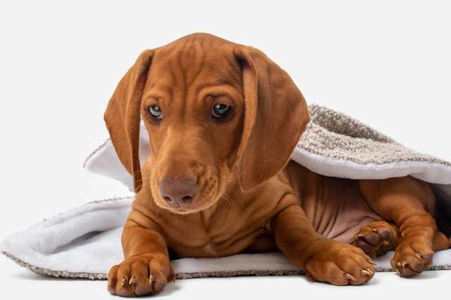 Are Dachshunds Good Dogs?