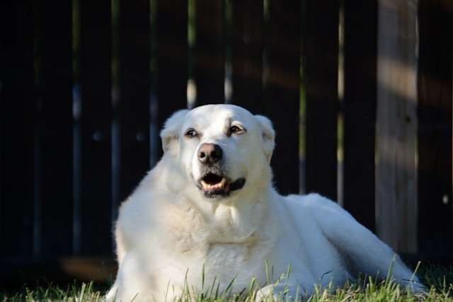 Are Great Pyrenees Good Family Dogs?