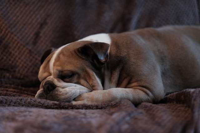 Are English Bulldogs Good Dogs?