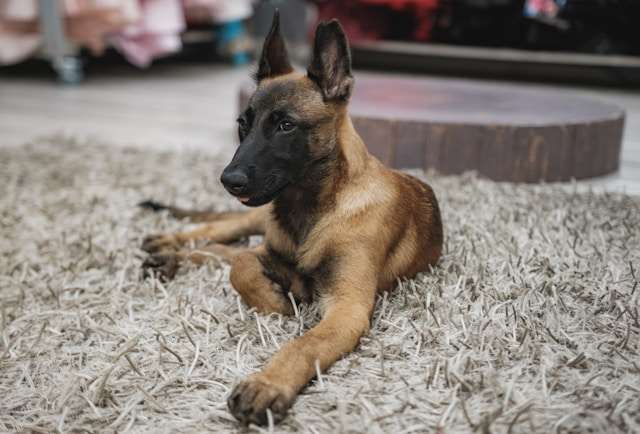 10 Fascinating Facts About Belgian Malinois You Need to Know