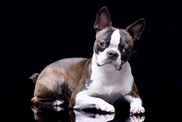 Are Boston Terriers good dogs?