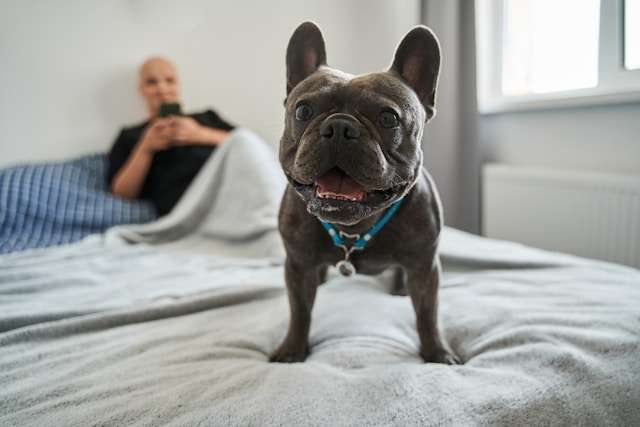 Are French Bulldogs Good Dogs?