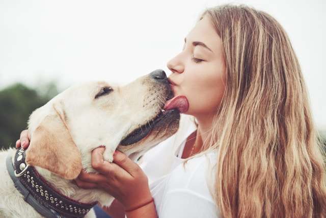 Labrador Retriever Care