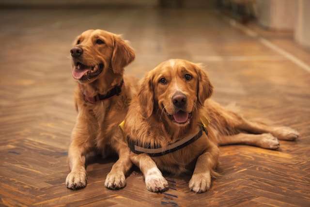 Golden Retriever Nutrition