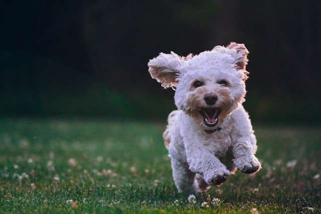 How Big Do Cavapoo Dogs Get?