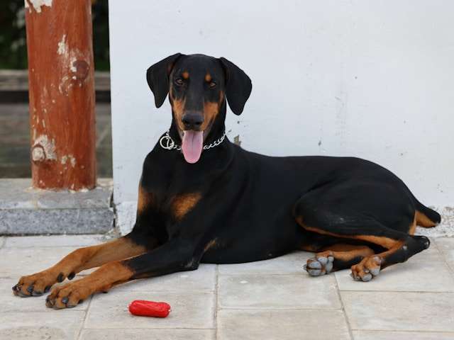 Are Dobermans Good Dogs?