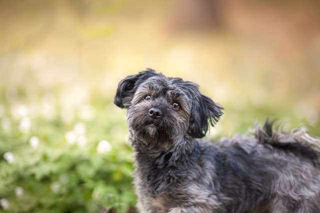 Irresistible Havanese Breed of Dogs