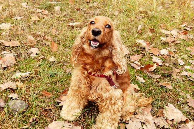 Cocker Spaniel Dog Breed