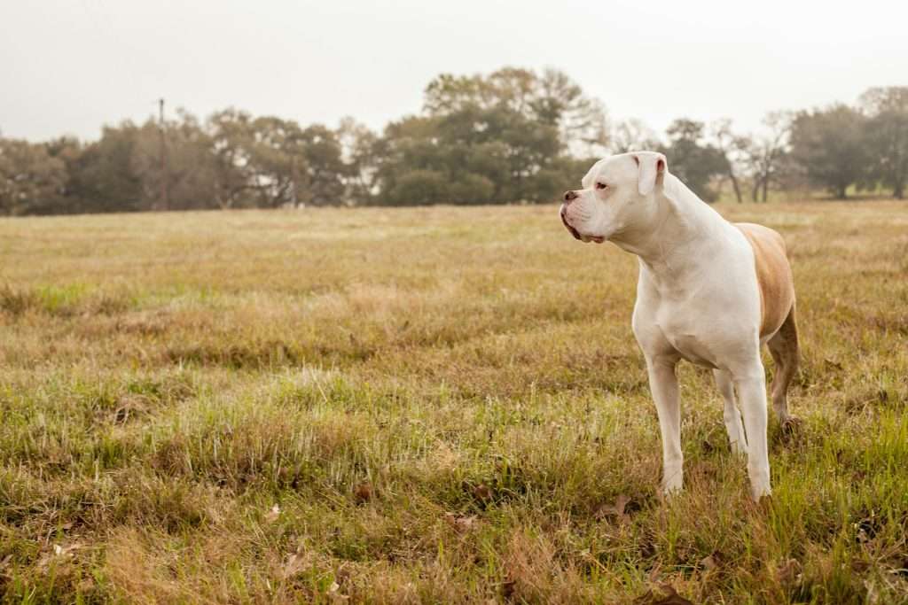 American Bullies