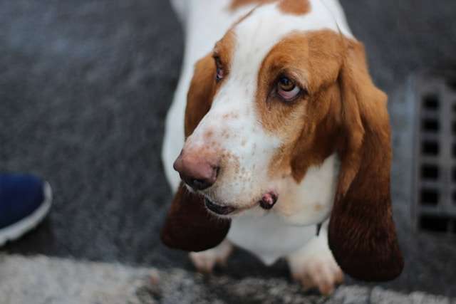 10 Surprising Facts About Basset Hounds You Need to Know