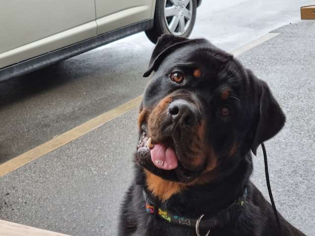 Are Rottweilers Good Dogs?