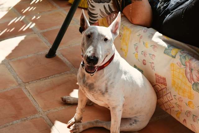 Are Bull Terriers Good Dogs?