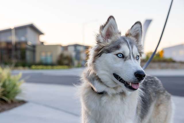 Are Siberian Huskies Good Family Dogs?
