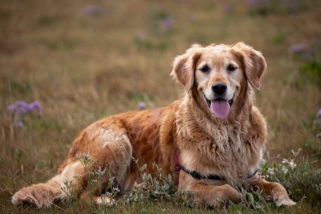 The Ultimate Guide: Why Purina Pro Plan Leads Golden Retriever Nutrition