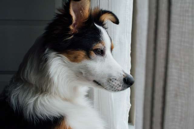11 Tail-Wagging Delights for Aussies