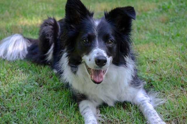 What Are Border Collies?