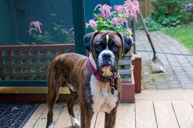 Are Boxers Good Dogs?