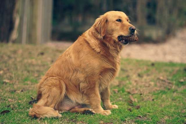 Expert Guide: Unleash Your Golden Retriever's Full Potential