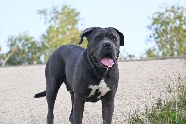 What Are Cane Corso Dogs?