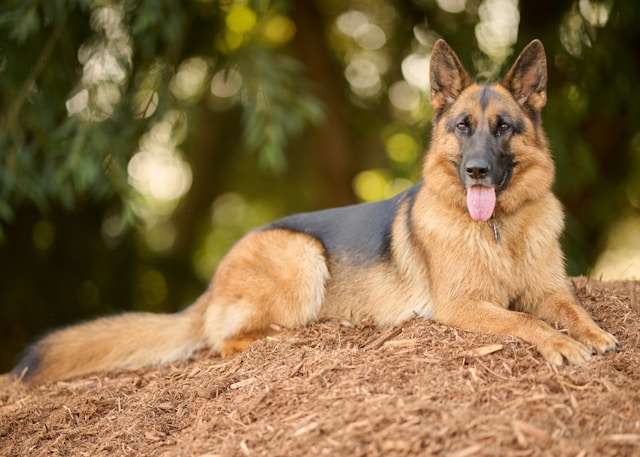 Are German Shepherds Good Family Dogs?
