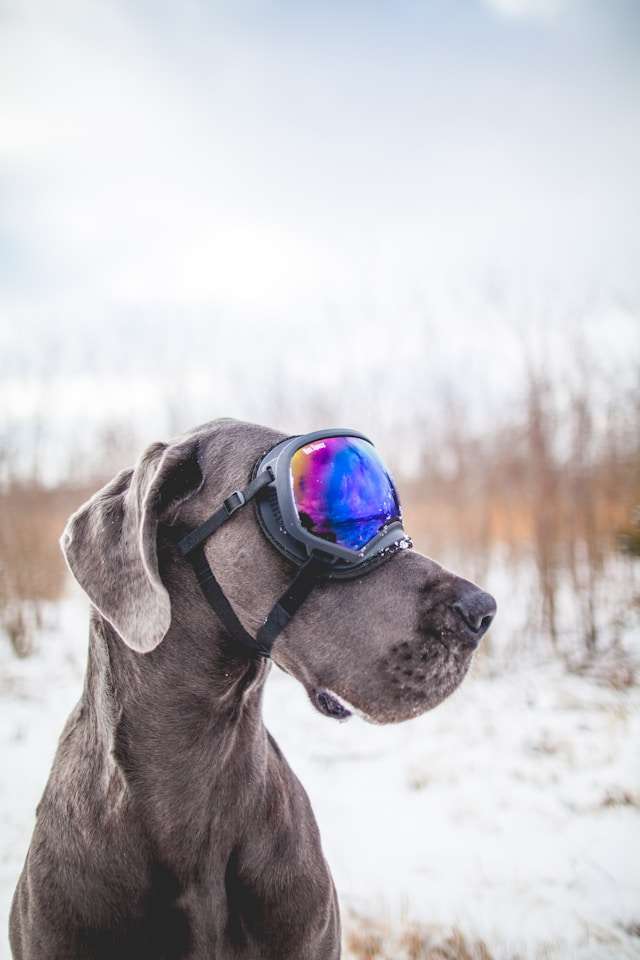 What is the Best Dry Dog Food for Great Danes?