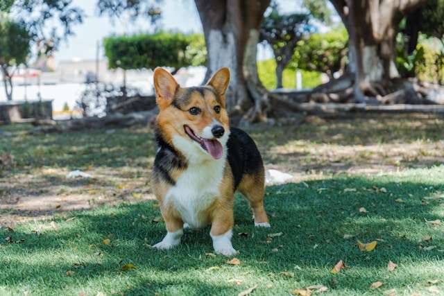 Are Corgis Good Dogs?
