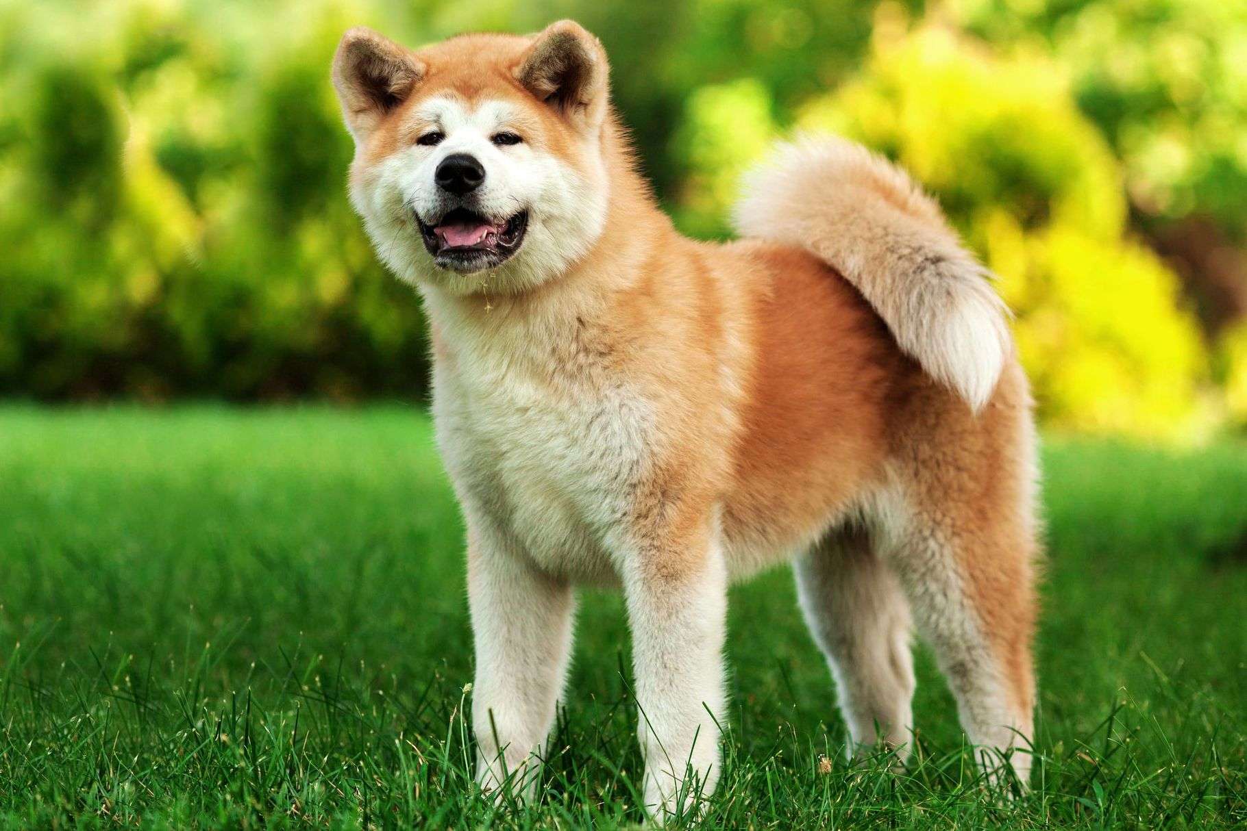 Akita Dog Food