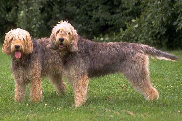 The Ultimate Guide to Otterhounds
