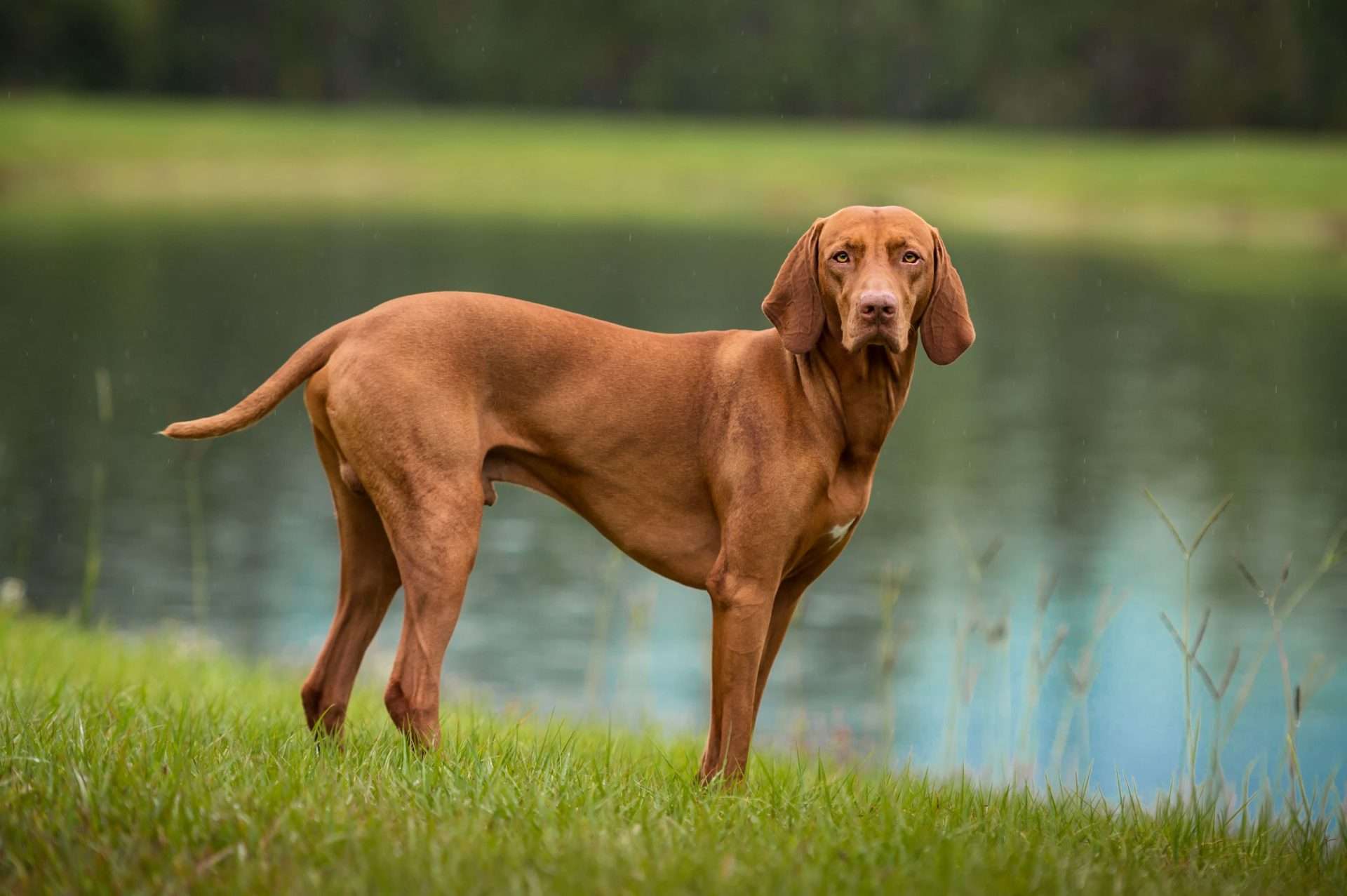 Vislaz Dog Breed