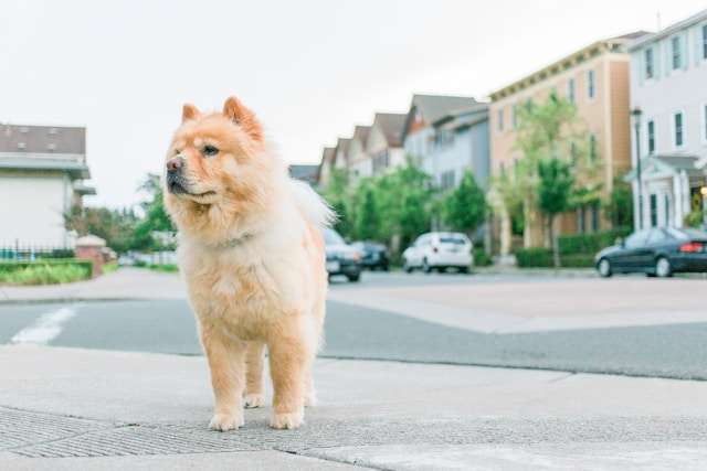Best Dog Food for Chow Chows