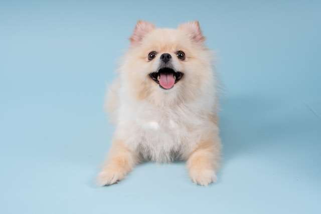 Pomeranian Care