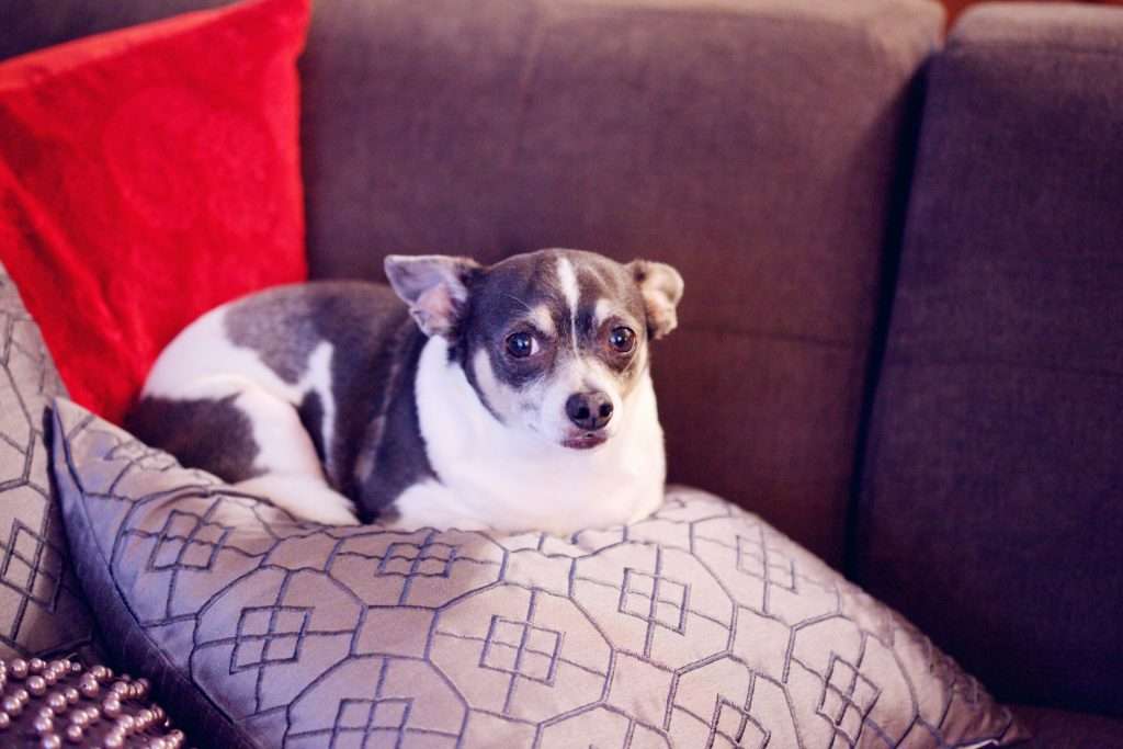 Chihuahua