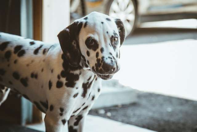 Best Dog Food for Dalmatians