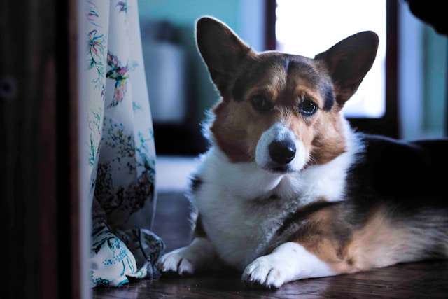 Best Dog Foods for Corgis