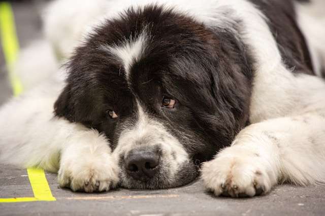 Newfoundland Dog Breed