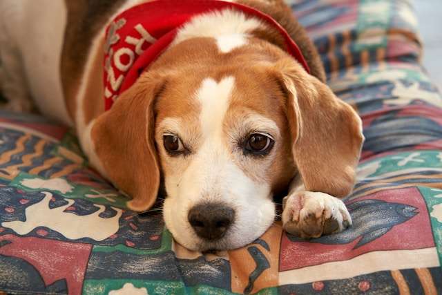 Best Dog Food Toppers for Picky Eaters