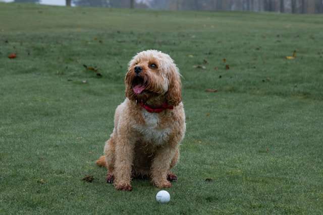 Best Dog Food for Cavapoos
