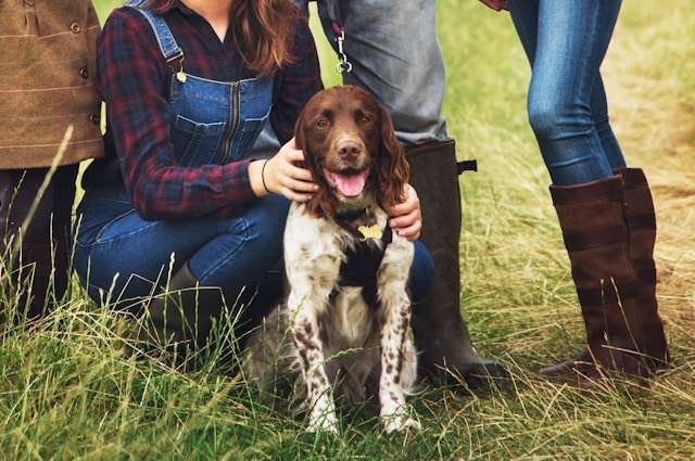 Top Hunting Dog Breeds
