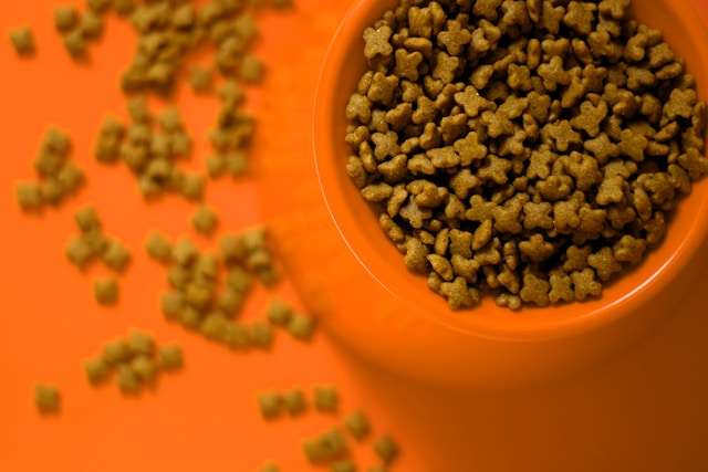 Top Dog Foods in 2024