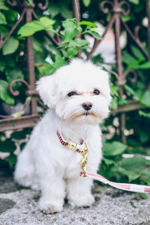 5 Essential Tips for Raising a Happy Maltese Dog