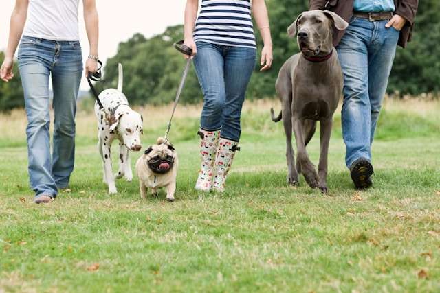 Extra-Large Dog Breeds