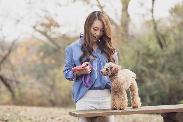 The Ultimate Guide to Poodles