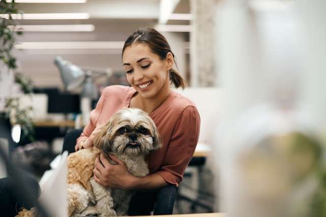 How to House Train a Shih Tzu