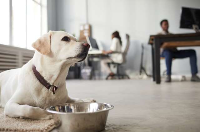 Best Dog Food for Sporting Breeds