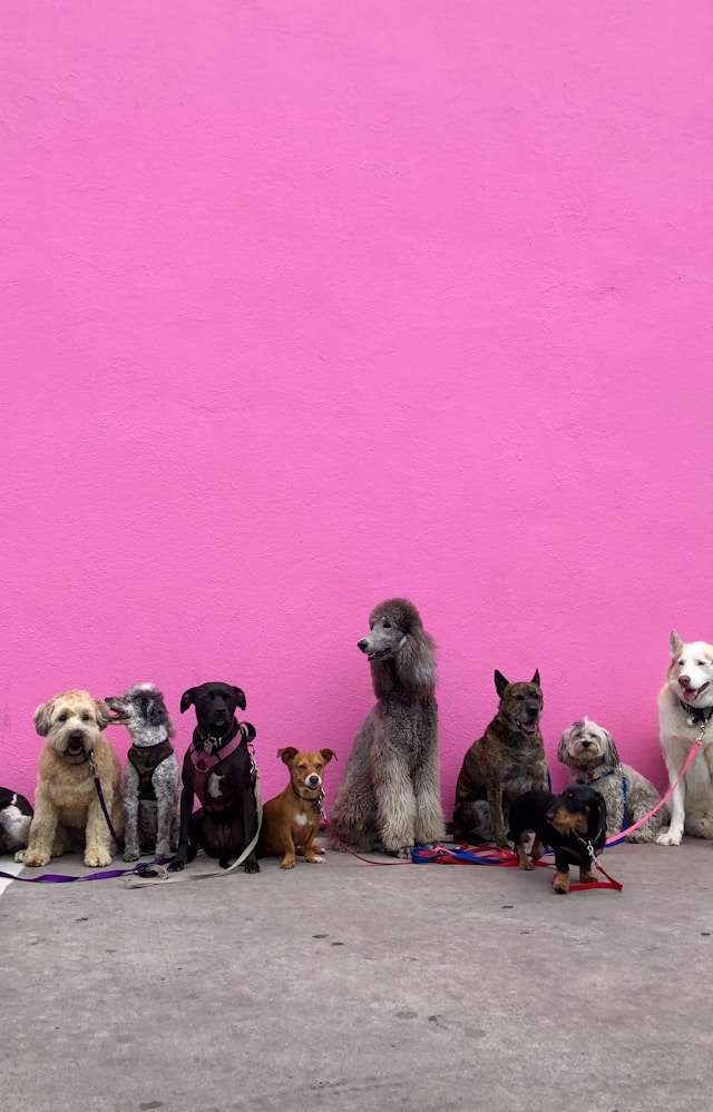 How to Safely Exercise Your Dog