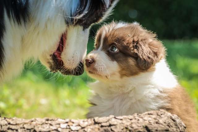 Best Dog Food for Herding Breeds