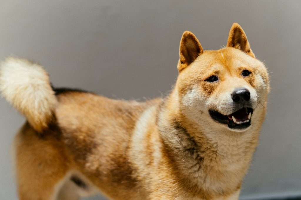 How Seasonal Changes Affect Your Akita's Dietary Needs