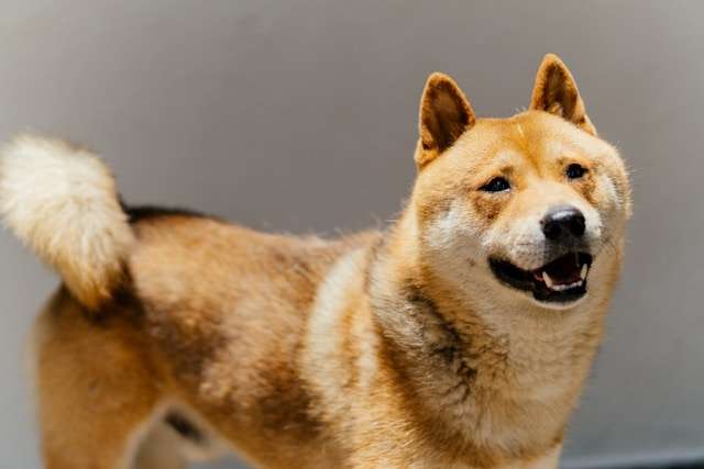 Best Grain-Free Dog Food Choices for Akitas